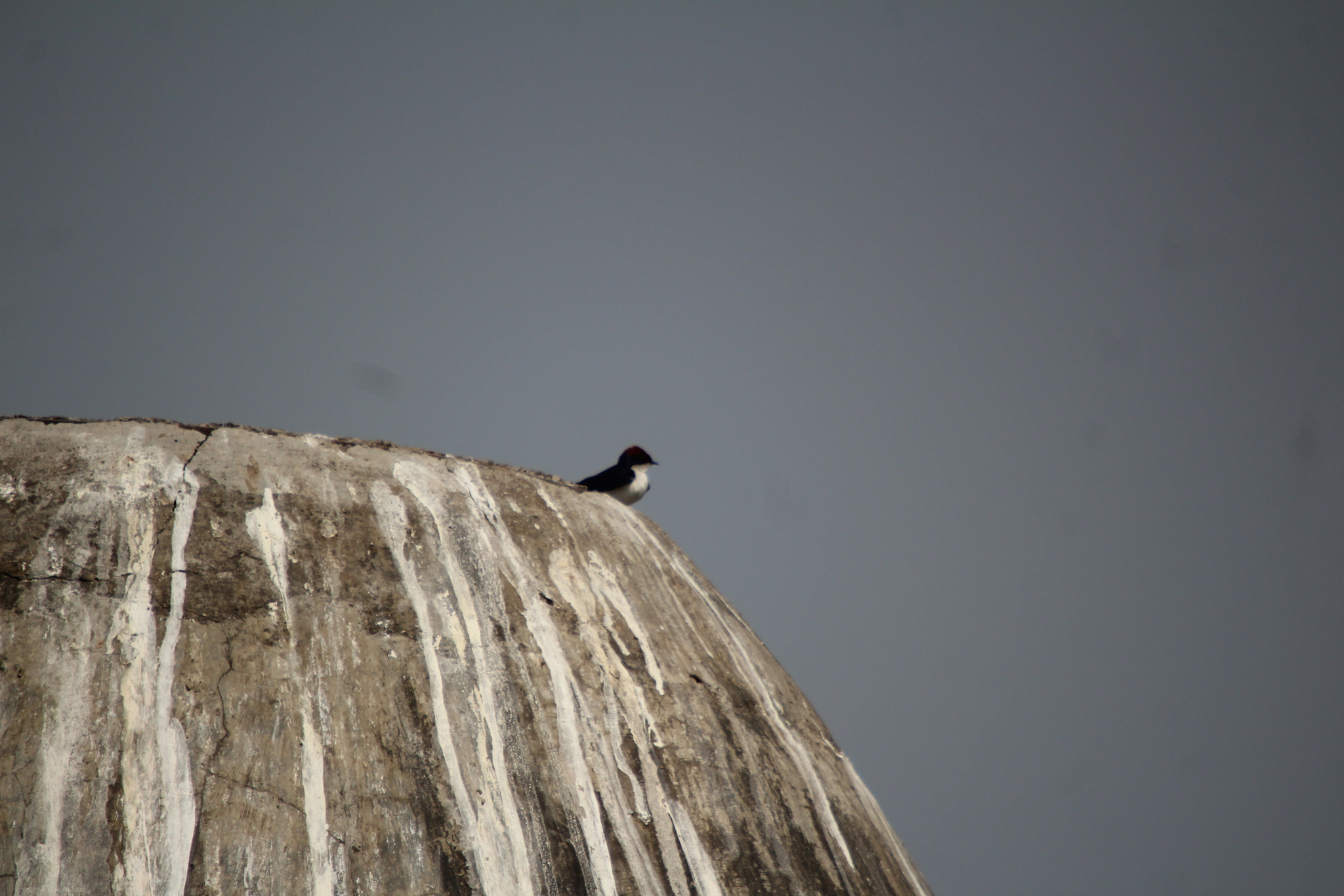 Wire-tailed Swallow (Hirundo smithii), photo 2