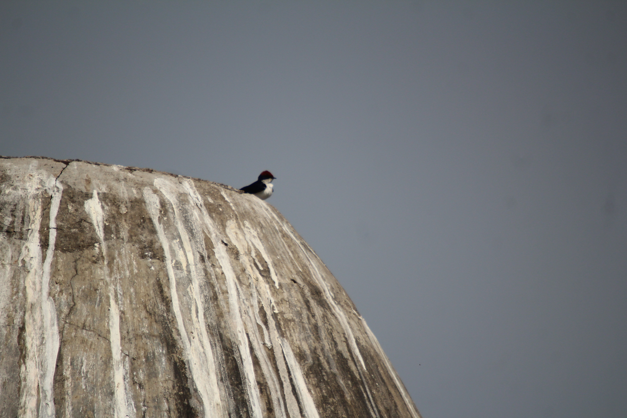 Wire-tailed Swallow (Hirundo smithii), photo 3