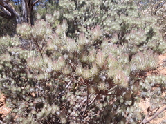 Adenanthos cygnorum
