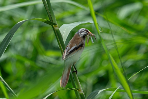 Bearded Reedling