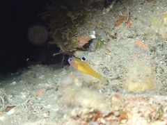 Three-Eyed Pygmy Goby photo 1