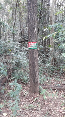 Terminalia crenulata