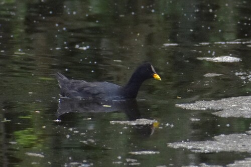 Red-fronted Coot (Fulica rufifrons), photo 10