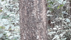 Terminalia crenulata