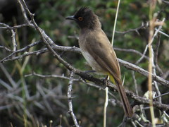 Pycnonotus nigricans