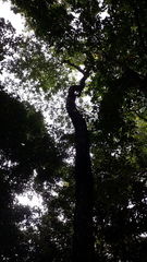 Terminalia crenulata