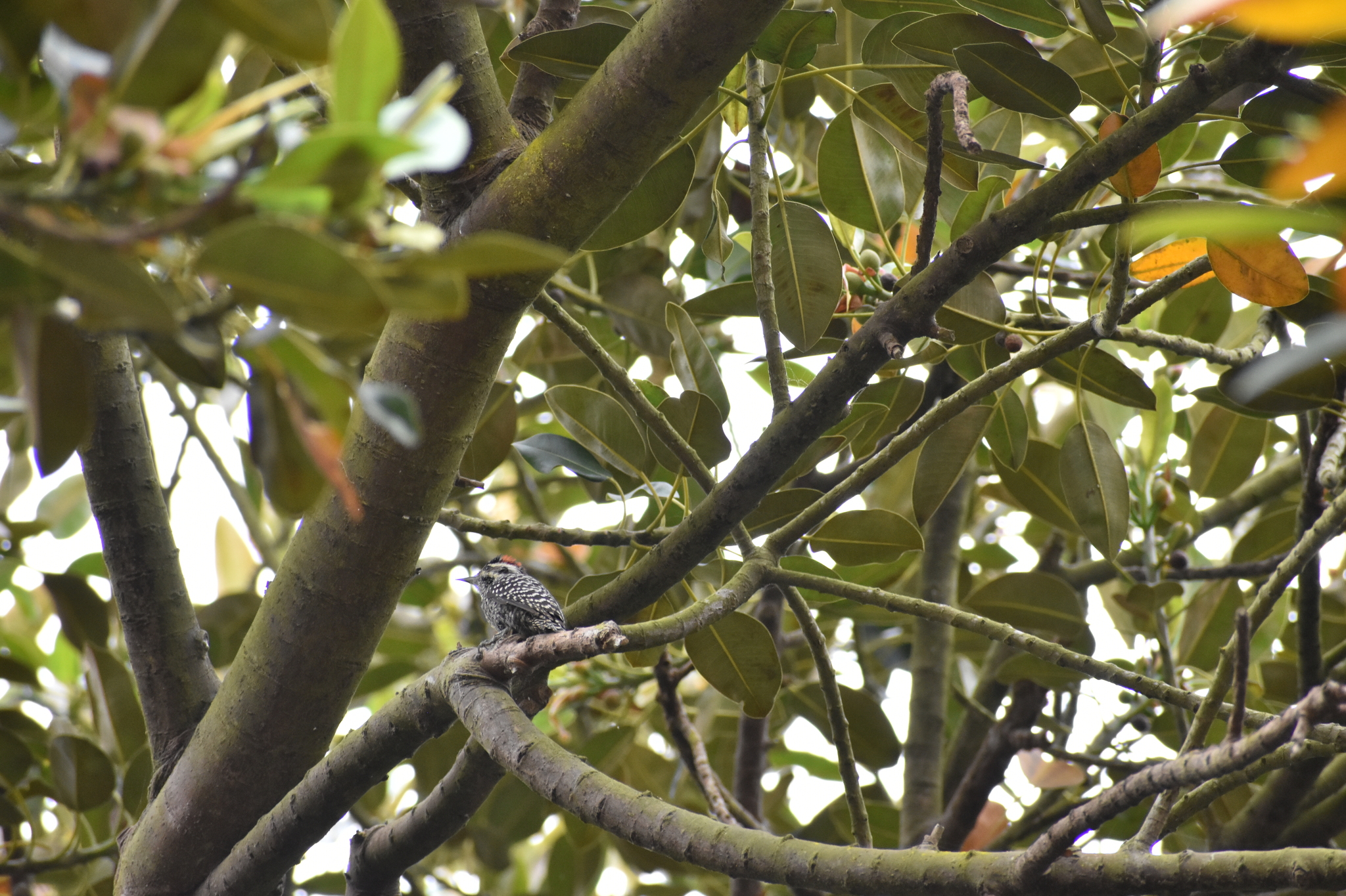 Striped Woodpecker (Veniliornis lignarius), photo 2