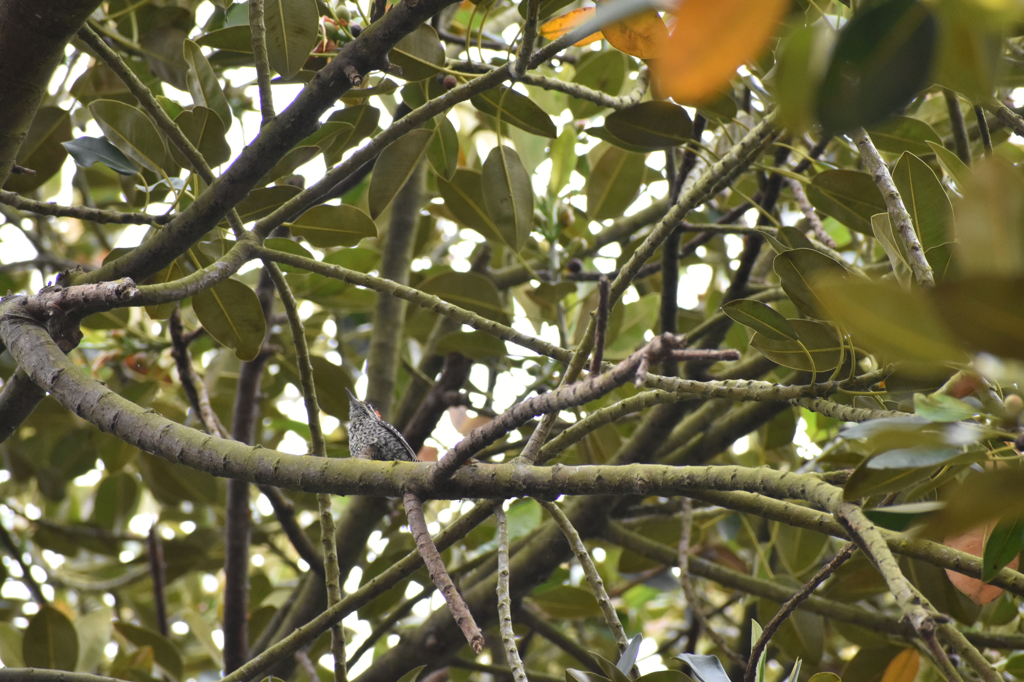 Striped Woodpecker (Veniliornis lignarius), photo 3