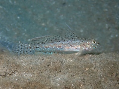 Hole Goby photo 2