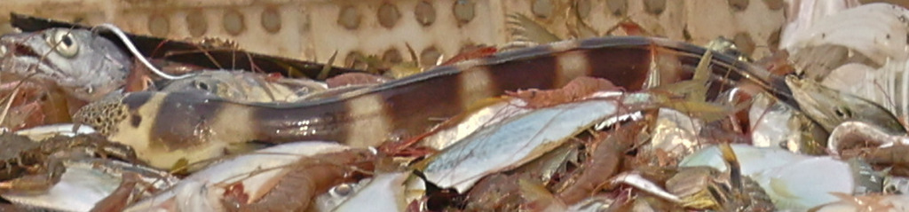 Saddled snake eel (Pisodonophis semicinctus) — Ophichthidae