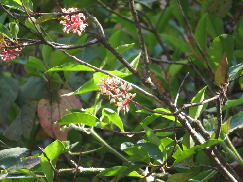 Ardisia compressa, photograph 4