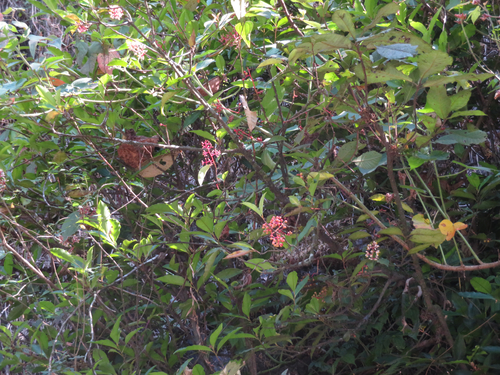 Ardisia compressa, photograph 5