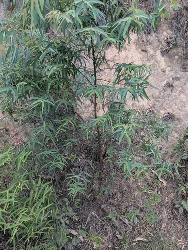 Narrow-leaved Peppermint (Eucalyptus radiata)