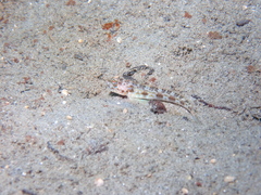 Threadfin Mudgoby photo 2