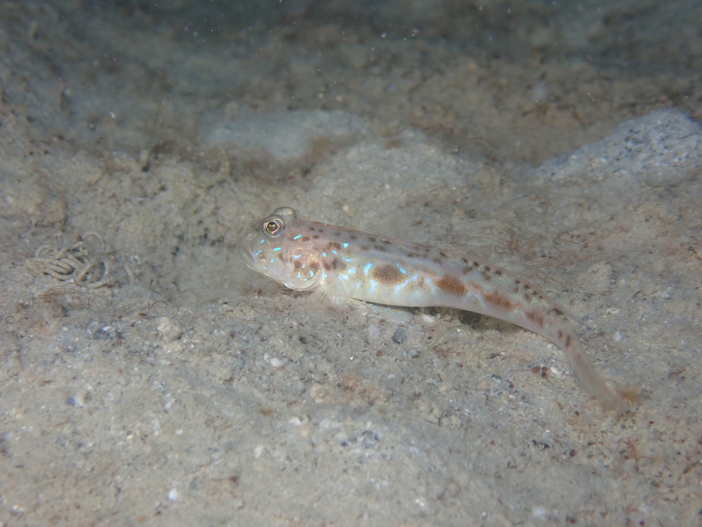Threadfin Mudgoby