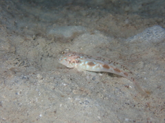 Threadfin Mudgoby photo 1