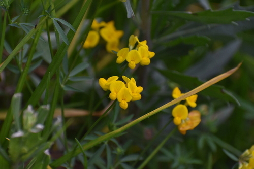 Ein weiteres Foto von Common bird's-foot trefoil