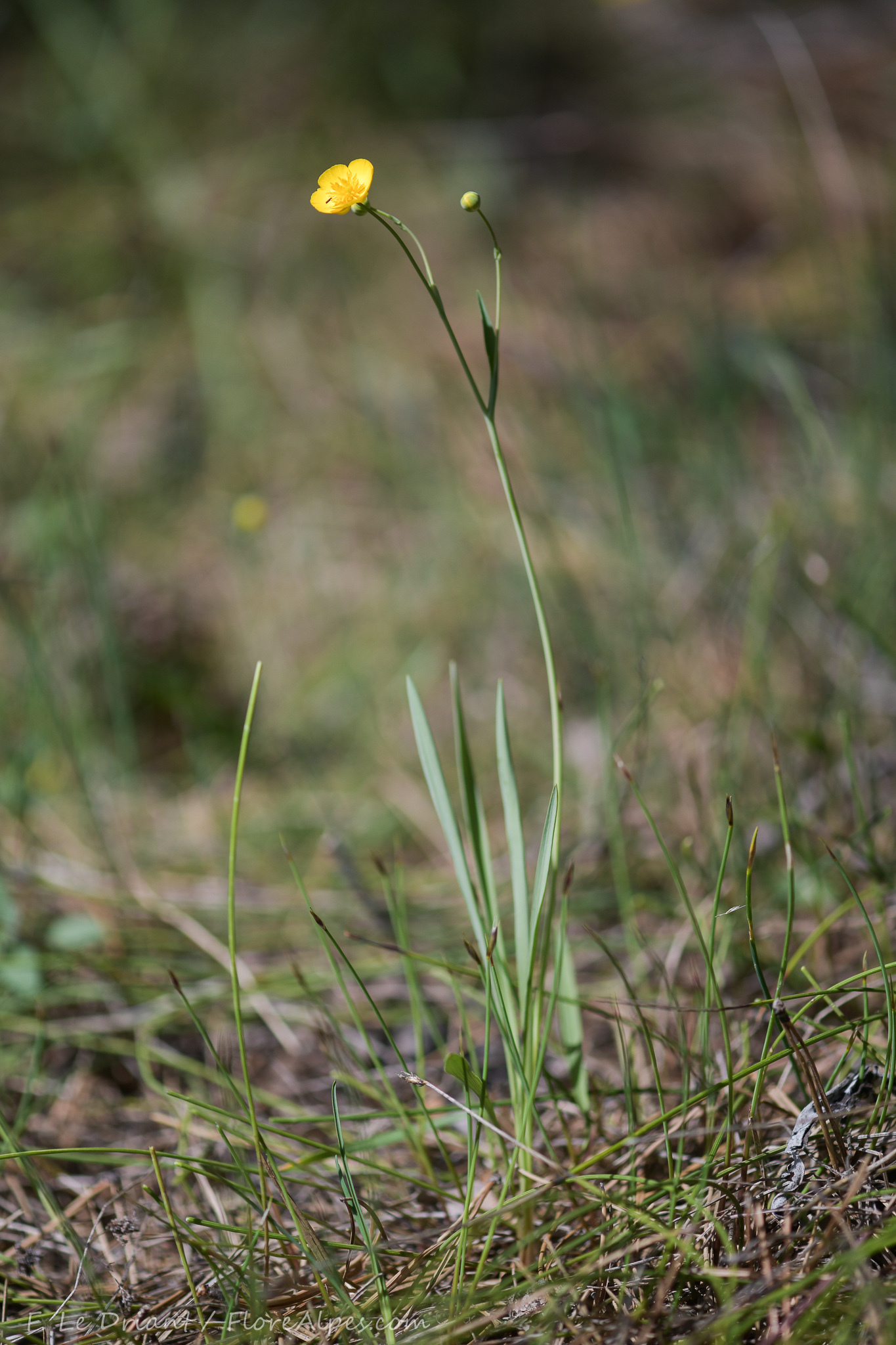 Ranunculus gramineus