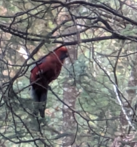 Crimson Rosella (Platycercus elegans), photo 7