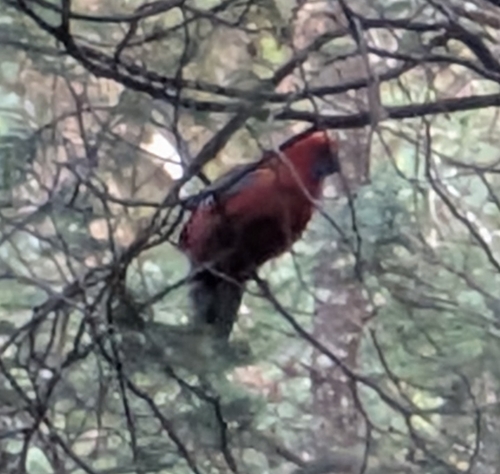 Crimson Rosella (Platycercus elegans), photo 8