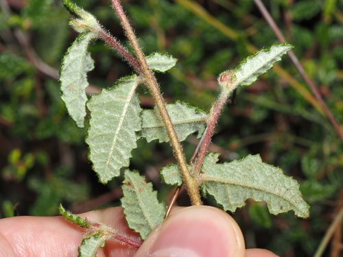 Commersonia hermanniifolia, photograph 3