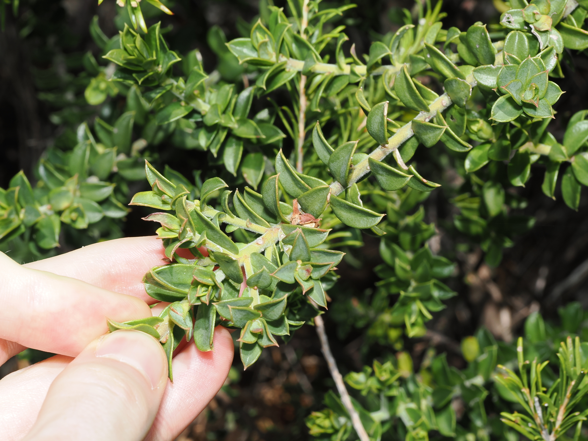 Philotheca buxifolia