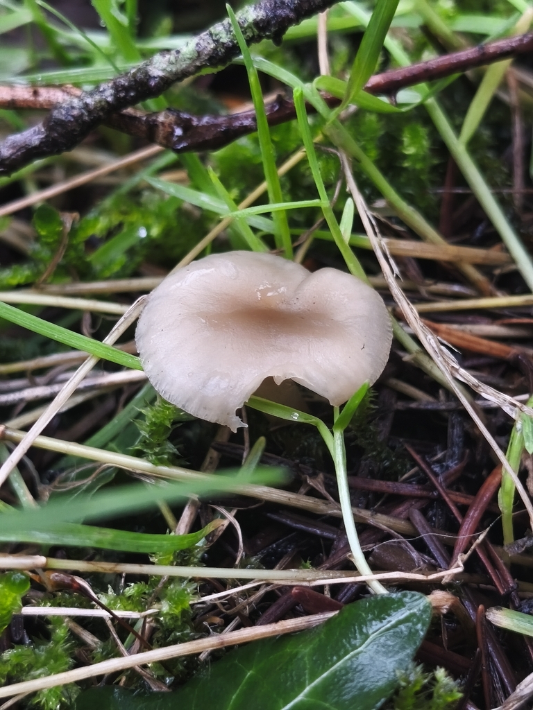 Clitocybe fragrans · January 2026 · photo: © mycototor (iNaturalist, cc-by)