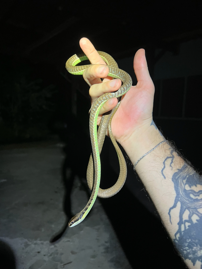Lesser Sundas Bronzeback (Dendrelaphis inornatus)