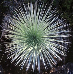 Argyroxiphium kauense