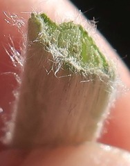 Argyroxiphium kauense