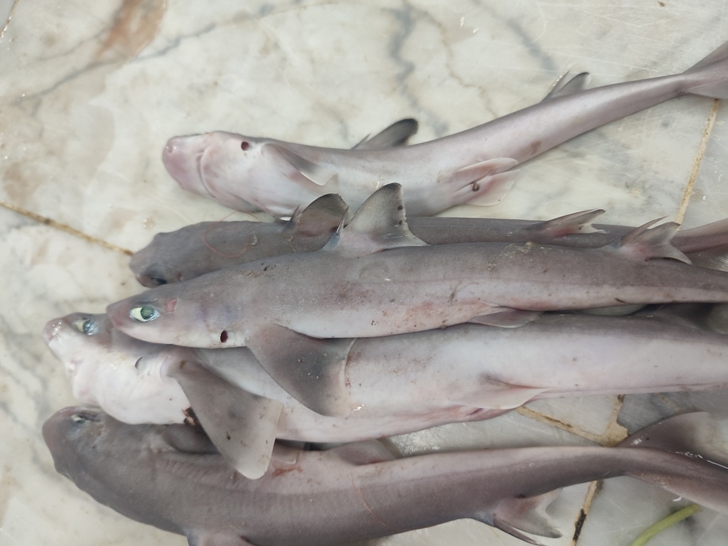 Longnose spurdog (Squalus blainville) — Squalidae