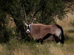 Oryx gazella