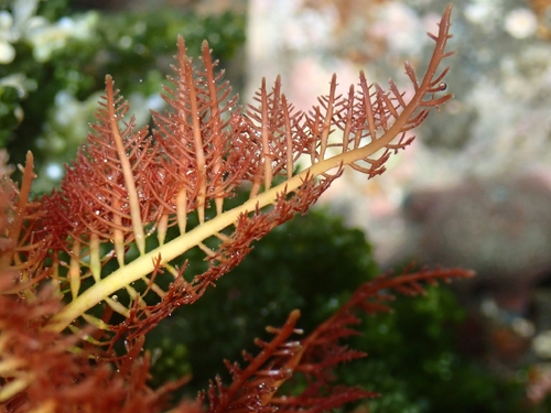 Pterocladiella capillacea