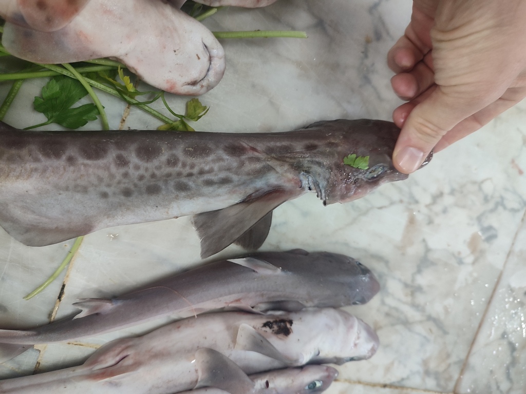 Blackmouth catshark (Galeus melastomus) — Scyliorhinidae