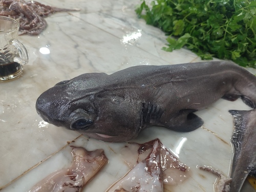 6-gilled shark (Hexanchus griseus) — Hexanchidae