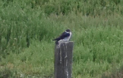 Chilean Swallow (Tachycineta leucopyga), photo 4