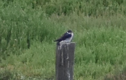 Chilean Swallow (Tachycineta leucopyga), photo 4