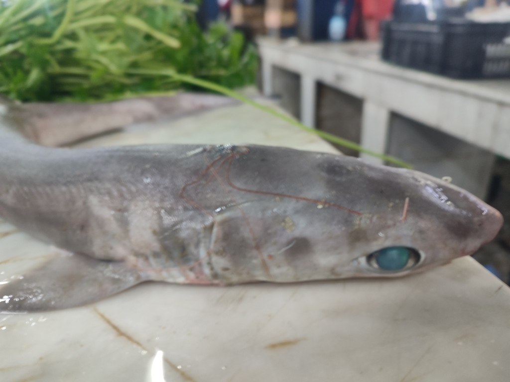 7-gilled shark (Heptranchias perlo) — Hexanchidae