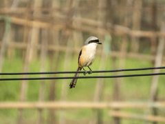 Long-Tailed Shrike photo 5