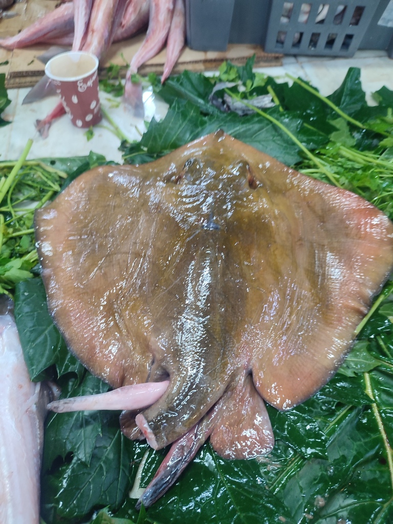 Pijlstaartrog (Dasyatis pastinaca) — Dasyatidae