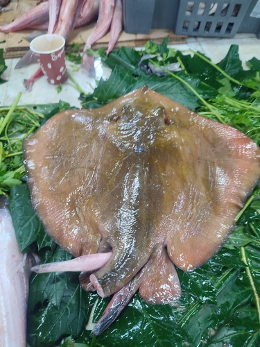 Common stingray (Dasyatis pastinaca) — Dasyatidae