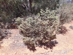 Adenanthos cygnorum