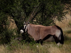 Oryx gazella