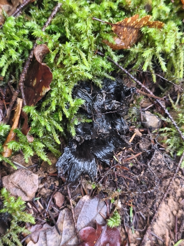 Craterellus cornucopioides · January 2026 · photo: © mycototor (iNaturalist, cc-by)