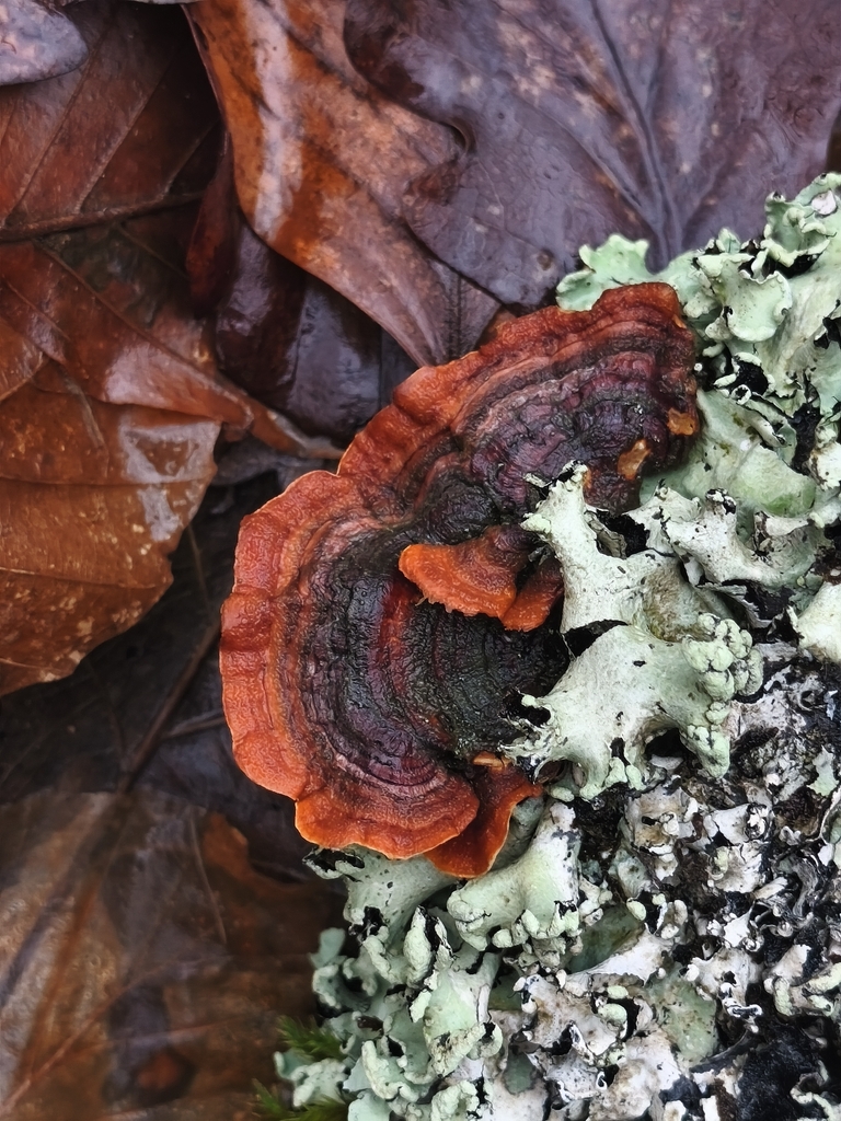 Stereum insignitum · January 2026 · photo: © mycototor (iNaturalist, cc-by)