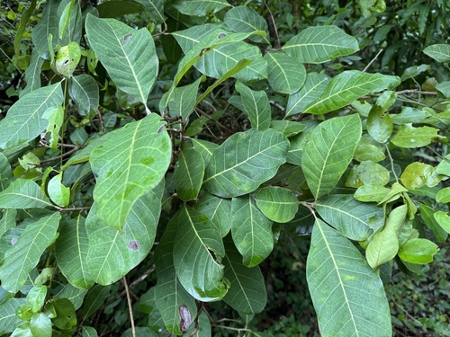 Semecarpus australiensis observed 2026-01-20