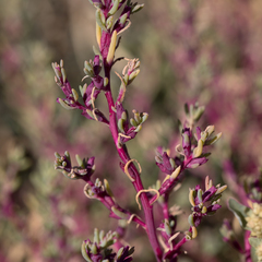 Neobassia proceriflora