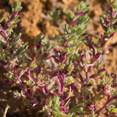 Neobassia proceriflora