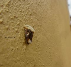 Chrysoecia requies