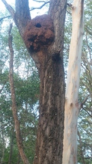 Nasutitermes walkeri